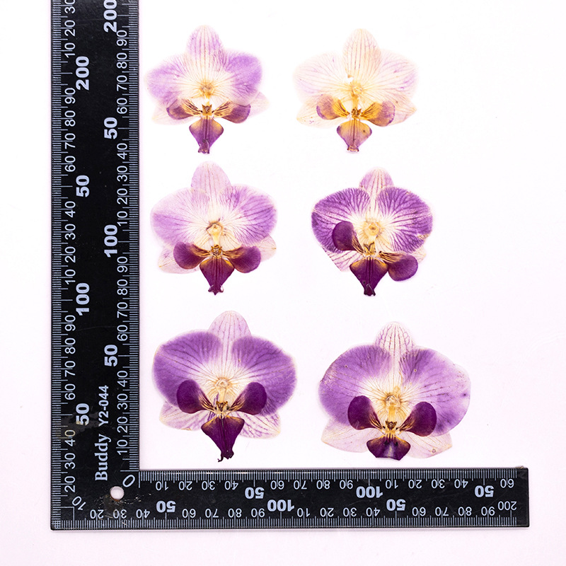 4 Pcs Pressed Dried Phalaenops - Dried Flower Bulk ulasan dan harga
