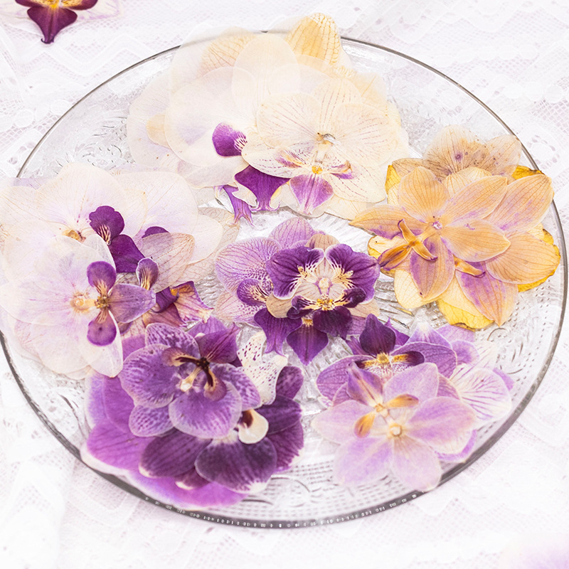 4 Pcs Pressed Dried Phalaenops - Dried Flower Bulk ulasan dan harga