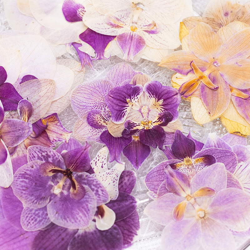 4 Pcs Pressed Dried Phalaenops - Dried Flower Bulk ulasan dan harga
