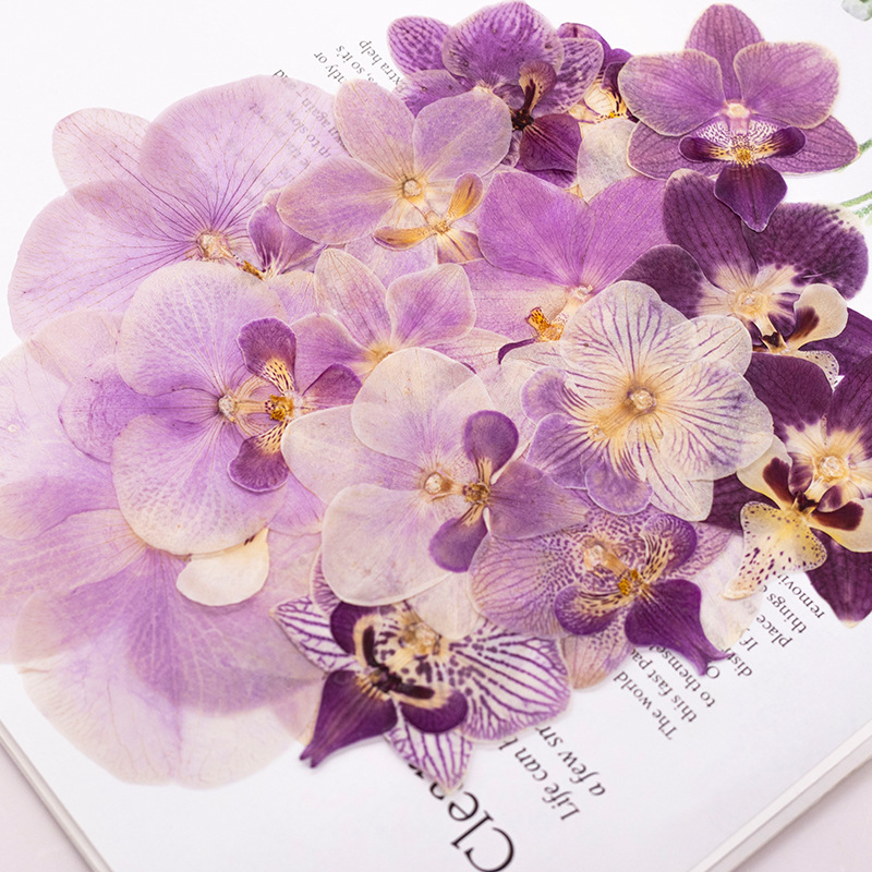 4 Pcs Pressed Dried Phalaenops - Dried Flower Bulk ulasan dan harga
